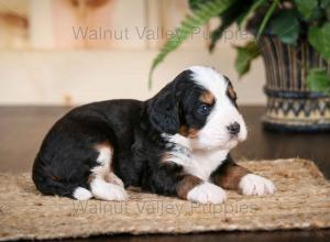 tri-colored mini bernedoodle near Chicago Illinois