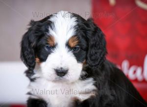 tri-colored mini bernedoodle near Chicago Illinois