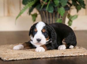 tri-colored mini bernedoodle near Chicago Illinois