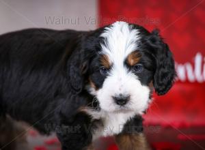 tri-colored mini bernedoodle near Chicago Illinois