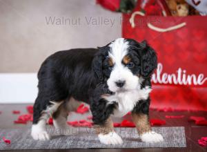 tri-colored mini bernedoodle near Chicago Illinois