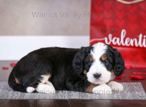 tri-colored mini bernedoodle near Chicago Illinois