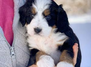 tri-colored mini bernedoodle near Chicago Illinois