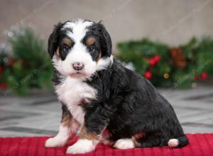 male mini bernedoodle near Chicago Illinois