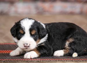 male mini bernedoodle near Chicago Illinois