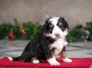 male mini bernedoodle near Chicago Illinois