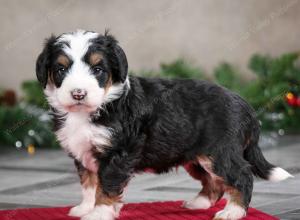 male mini bernedoodle near Chicago Illinois