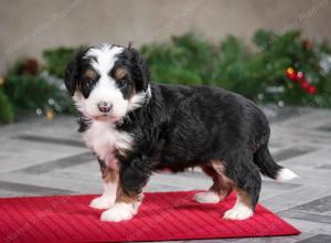 male mini bernedoodle near Chicago Illinois