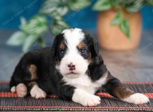 blue merle male mini bernedoodle near Chicago Illinois