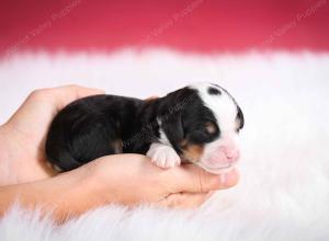 tri-colored male mini bernedoodle near Chicago Illinois