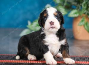 blue merle male mini bernedoodle near Chicago Illinois