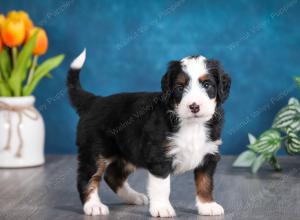 tri-colored male mini bernedoodle near Chicago Illinois