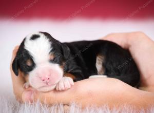 tri-colored male mini bernedoodle near Chicago Illinois