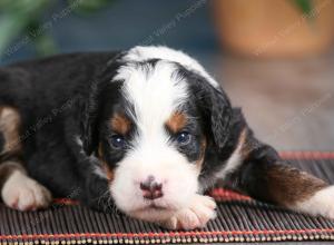 blue merle male mini bernedoodle near Chicago Illinois