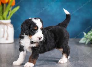 tri-colored male mini bernedoodle near Chicago Illinois