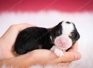 tri-colored male mini bernedoodle near Chicago Illinois