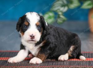 blue merle male mini bernedoodle near Chicago Illinois