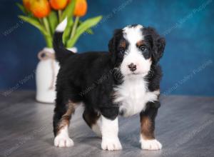 tri-colored male mini bernedoodle near Chicago Illinois