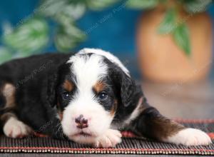 blue merle male mini bernedoodle near Chicago Illinois