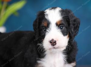 tri-colored male mini bernedoodle near Chicago Illinois