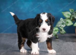 tri-colored male mini bernedoodle near Chicago Illinois