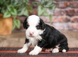 male mini bernedoodle near Chicago Illinois