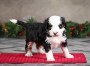 male mini bernedoodle near Chicago Illinois