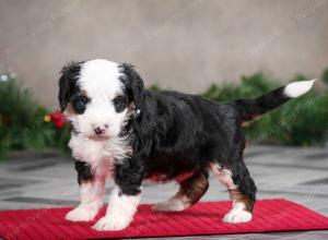 male mini bernedoodle near Chicago Illinois