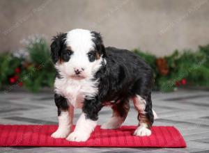 male mini bernedoodle near Chicago Illinois