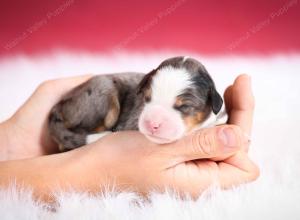 Blue merle female mini bernedoodle near Chicago Illinois