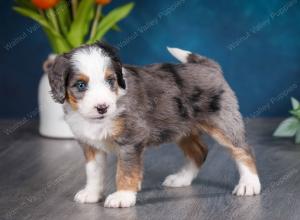 Blue merle female mini bernedoodle near Chicago Illinois