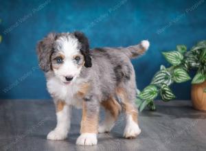 Blue merle female mini bernedoodle near Chicago Illinois