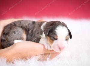 Blue merle female mini bernedoodle near Chicago Illinois