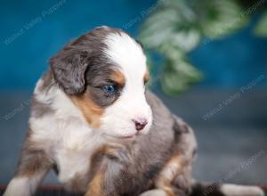 Blue merle female mini bernedoodle near Chicago Illinois