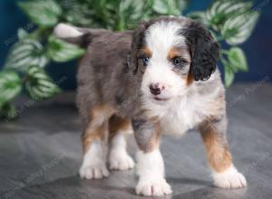 Blue merle female mini bernedoodle near Chicago Illinois