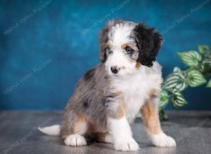 Blue merle female mini bernedoodle near Chicago Illinois