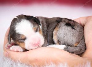 Blue merle female mini bernedoodle near Chicago Illinois