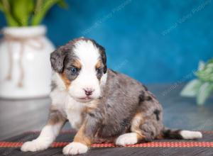 Blue merle female mini bernedoodle near Chicago Illinois