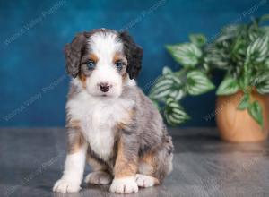 Blue merle female mini bernedoodle near Chicago Illinois