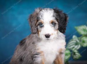 Blue merle female mini bernedoodle near Chicago Illinois