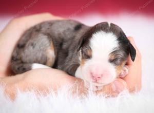 Blue merle female mini bernedoodle near Chicago Illinois