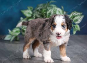 Blue merle female mini bernedoodle near Chicago Illinois