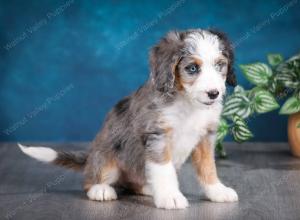 Blue merle female mini bernedoodle near Chicago Illinois