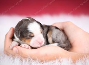 Blue merle female mini bernedoodle near Chicago Illinois