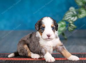 Blue merle female mini bernedoodle near Chicago Illinois