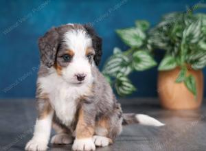 Blue merle female mini bernedoodle near Chicago Illinois