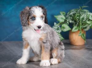 Blue merle female mini bernedoodle near Chicago Illinois