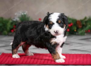 male mini bernedoodle near Chicago Illinois