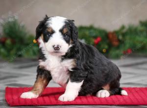 male mini bernedoodle near Chicago Illinois