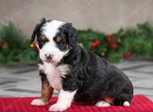 male mini bernedoodle near Chicago Illinois